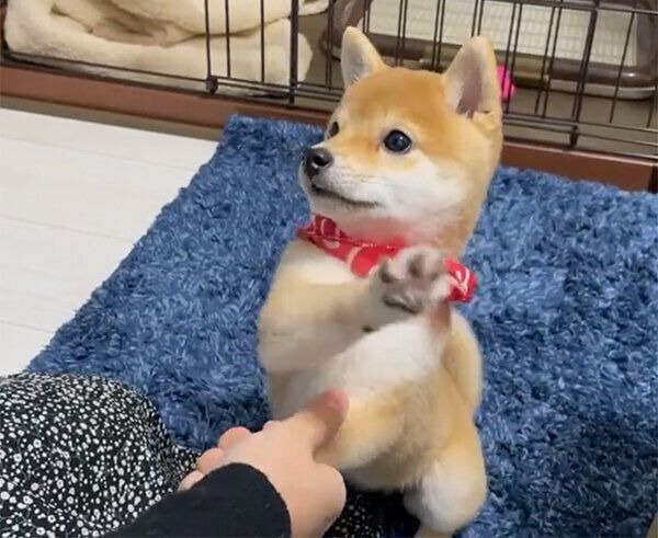 食いしん坊なきなこちゃん