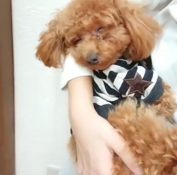 抱っこされながら寝ちゃうトイ・プードル