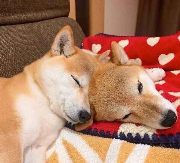 頭をぴったりとくっつけて眠る杏ちゃんと夏鈴ちゃん