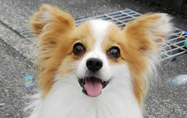 見つめるパピヨン