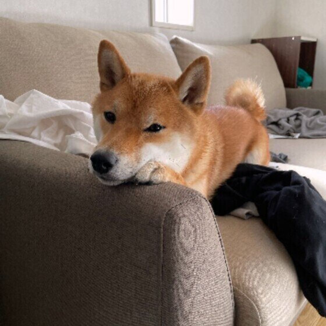 犬が不快感を示すときのサイン とは 犬によっては違う意味があることも いぬのきもちweb Magazine 犬が不快感を示すときのサイン とは 犬によっては違う意味があることも いぬのきもちweb Magazine