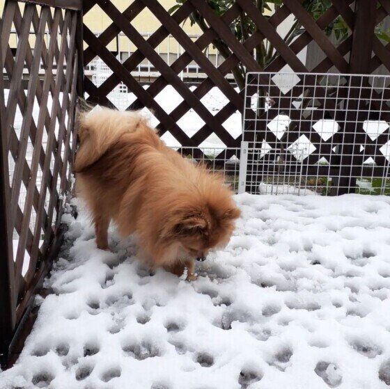 ポメラニアンのみかんくん