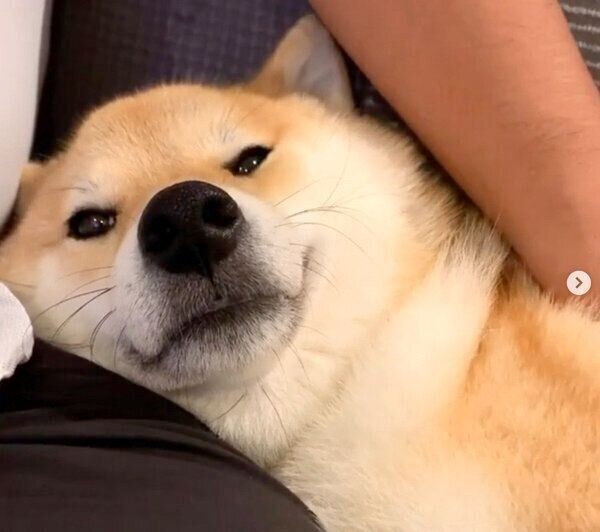 甘える味噌ちゃん