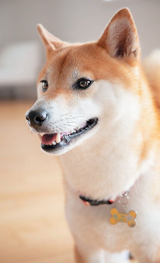 表情からも情報が得られる