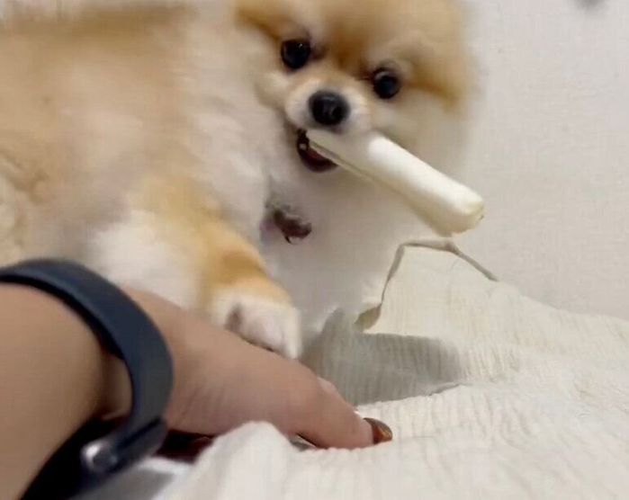 ガムをくわえて「なでてアピール」をするぽんちゃん
