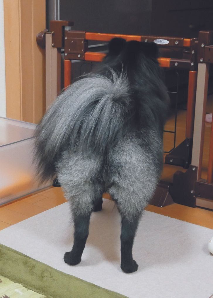 しっぽとお尻が白っぽく変化