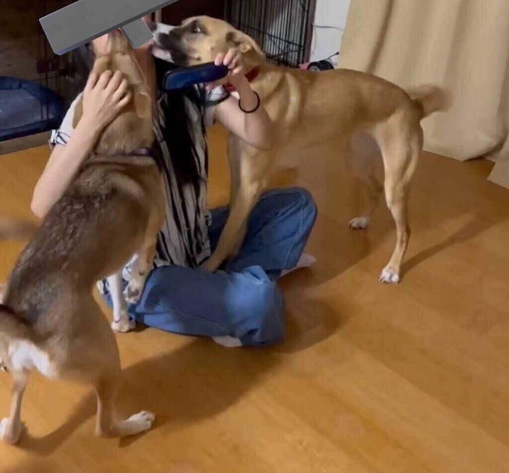 一時帰宅した飼い主さんの顔をなめるあんこちゃん、もちちゃん