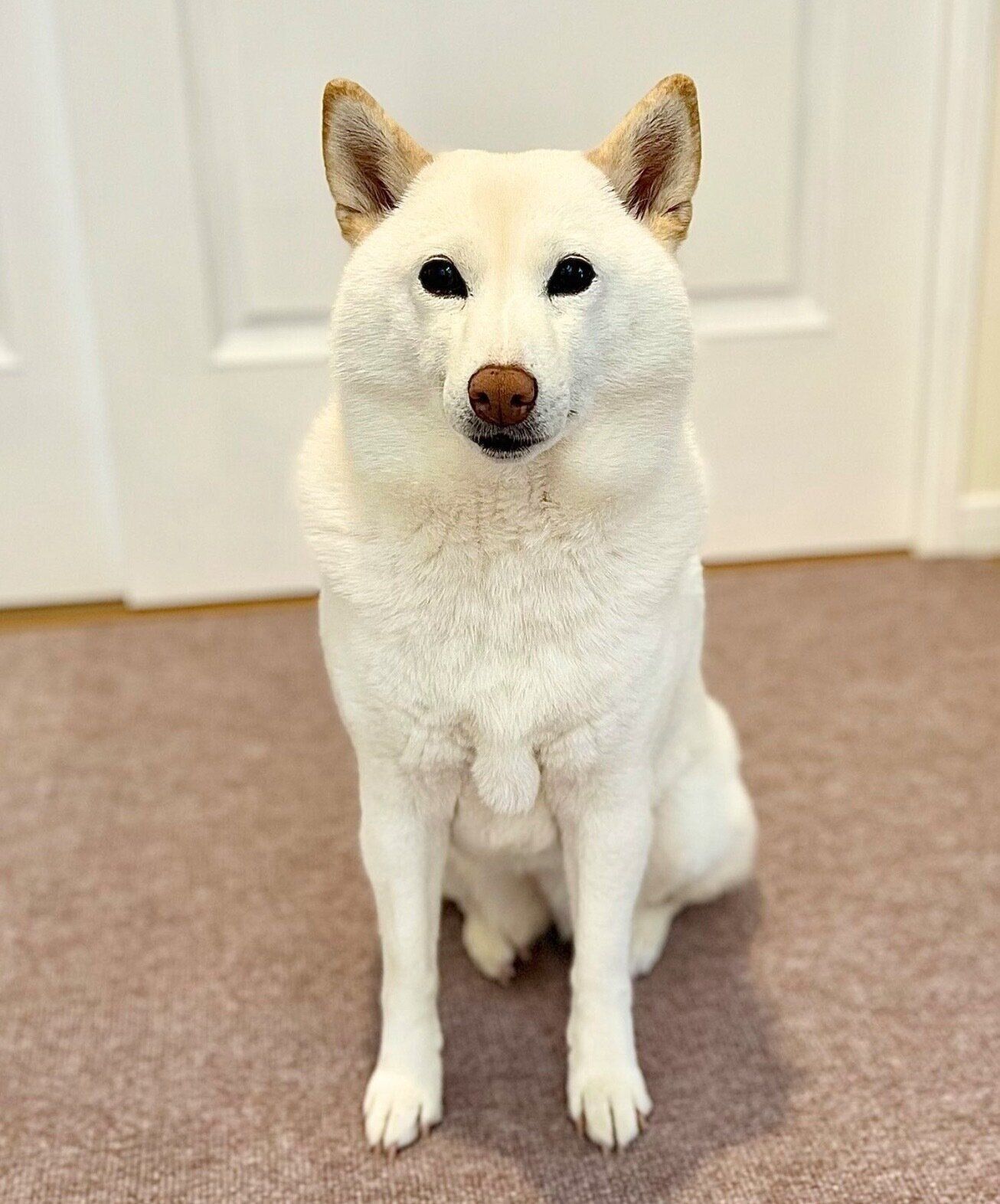 見つめるチョビちゃん