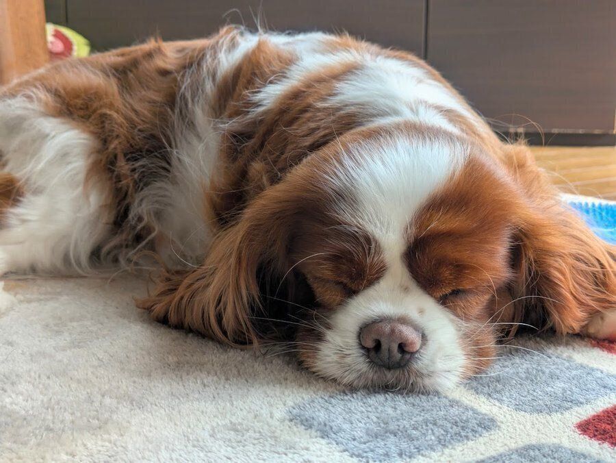 すやすやと眠る犬