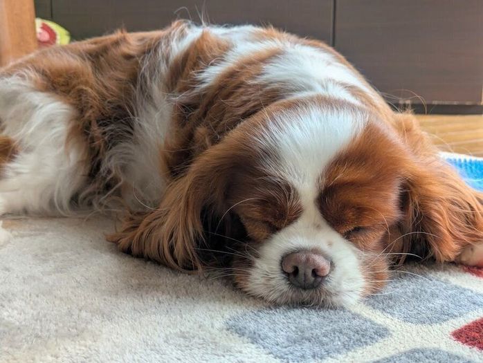 すやすやと眠る犬
