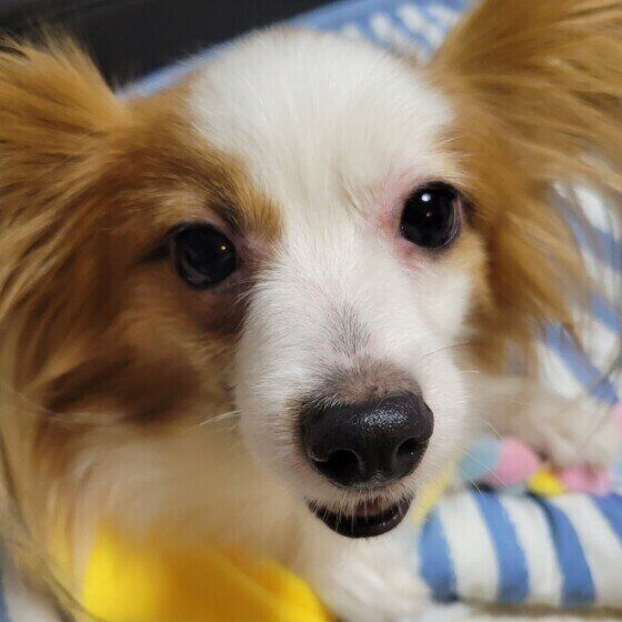 パピヨンのそらちゃん