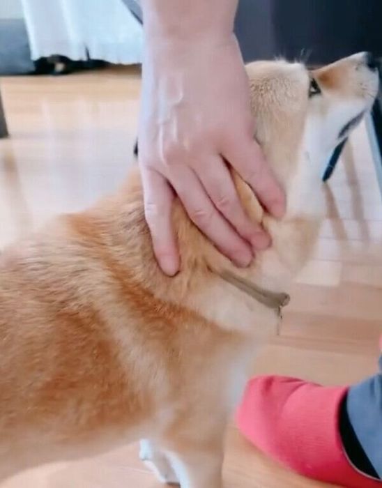 パパさんになでてもらう春ちゃん
