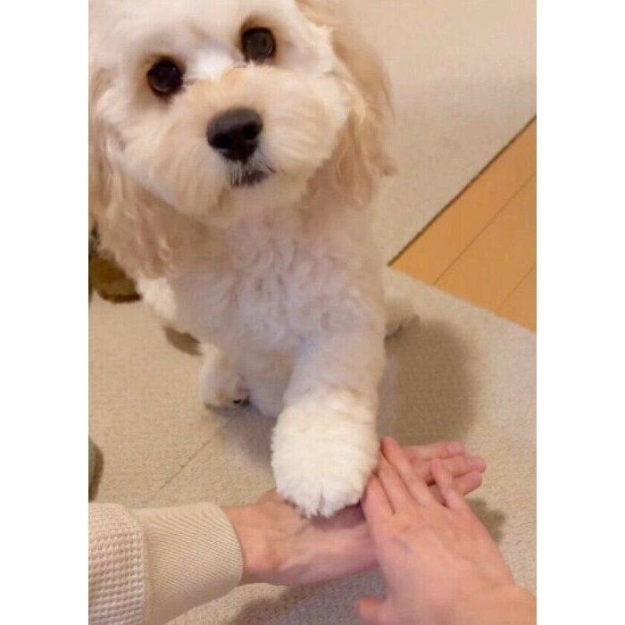 ポンッと前足を乗せるコメットちゃん