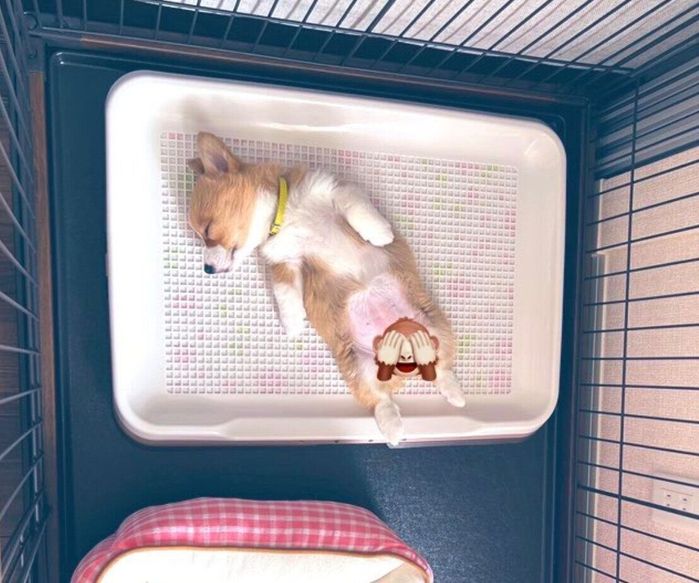 生後2カ月と13日のむぎちゃん