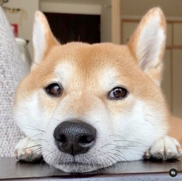 くつろぐこたろうくん