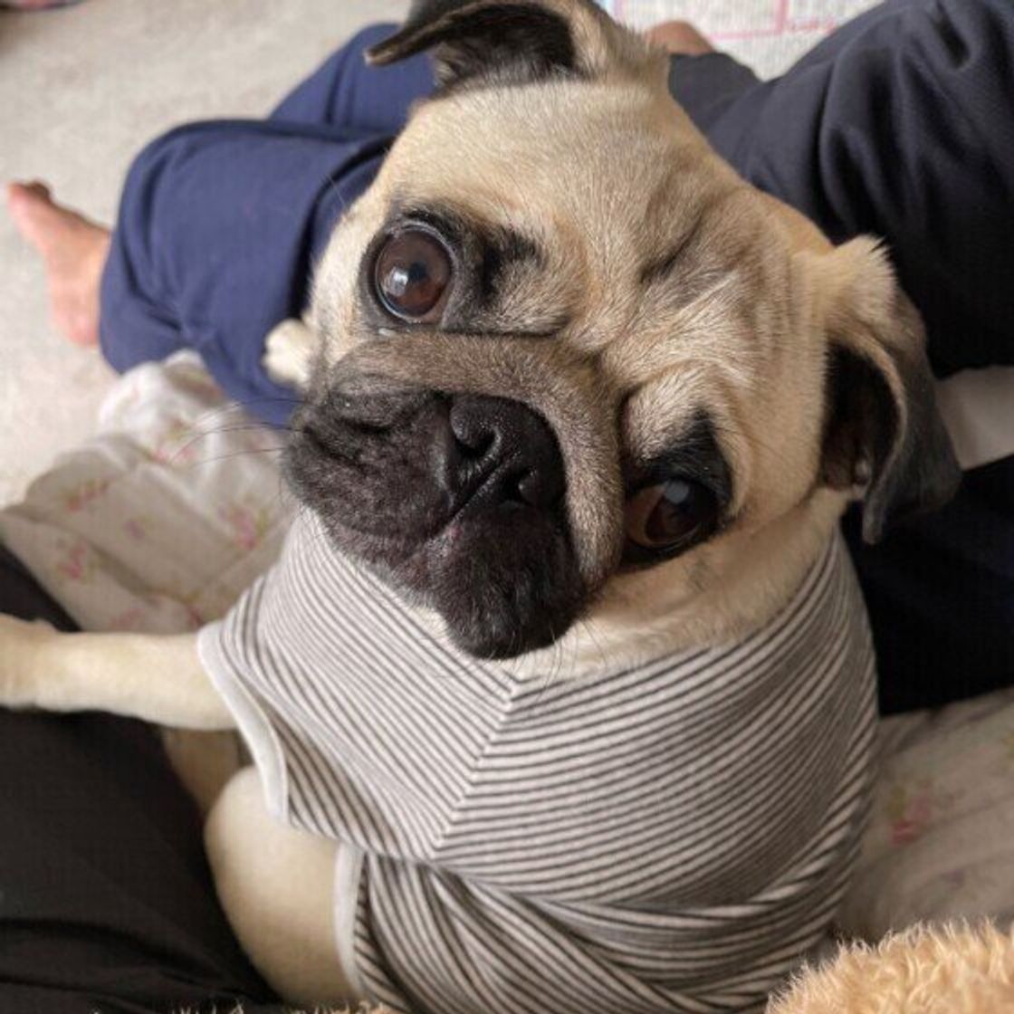 フレブル や シー ズー も 鼻ぺちゃ がかわいい犬種6選 いぬのきもちweb Magazine フレブル や シー ズー も 鼻ぺちゃ がかわいい犬種6選 いぬのきもちweb Magazine