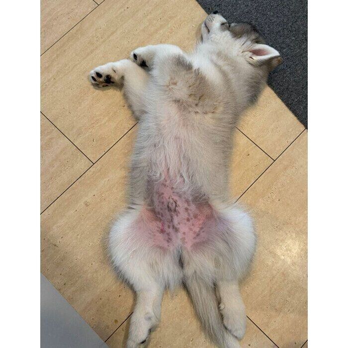 お迎え数日後に撮影した、生後2カ月のパウくん
