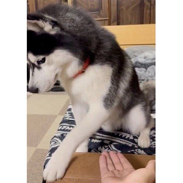 オテを盛大に空振るミハイルくん