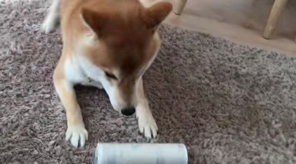 コロコロで遊ぶ柴犬