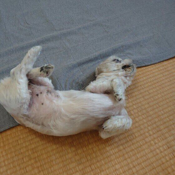 犬が地面にスリスリするワケとは 愛犬の スリスリ エピソードも いぬのきもちweb Magazine