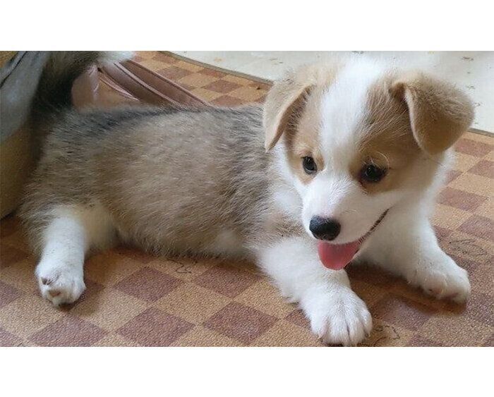 生後1カ月半のころのるんちゃん
