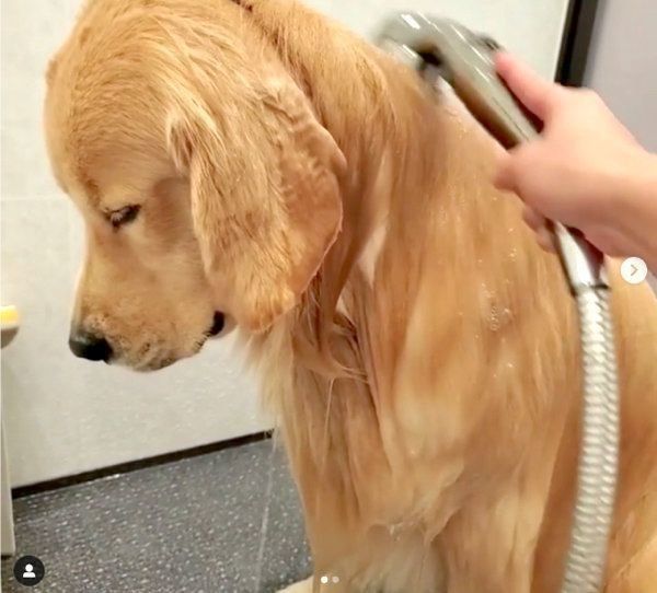 朝風呂でテンションが下がるアランくん