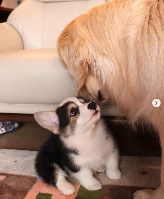 見つめ合うシャロンちゃんとモグくん