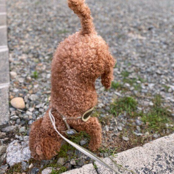 散歩中の犬は不思議な行動をと取りやすい お散歩時のオシッコの謎に迫る いぬのきもちweb Magazine