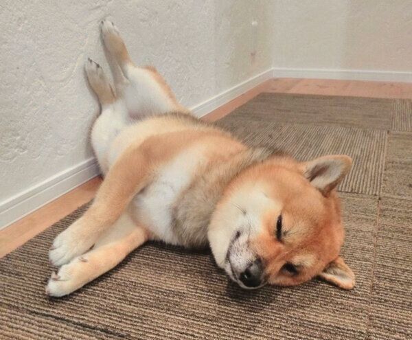 足をあげて眠るおにぎりくん