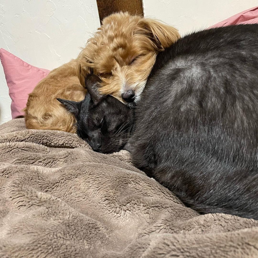 マルプーのすいちゃんと黒猫のごまちゃん