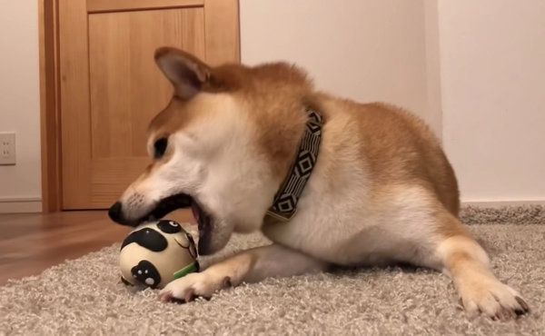 ボール遊びをする柴犬