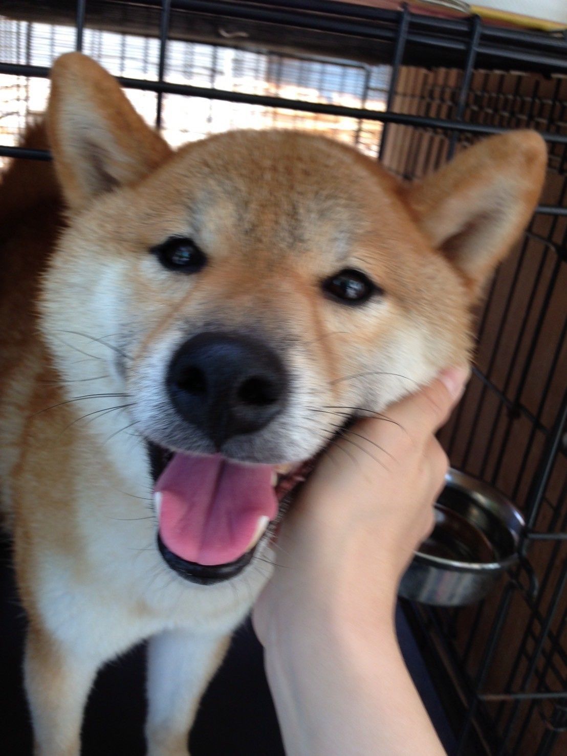 うれしそうな初音