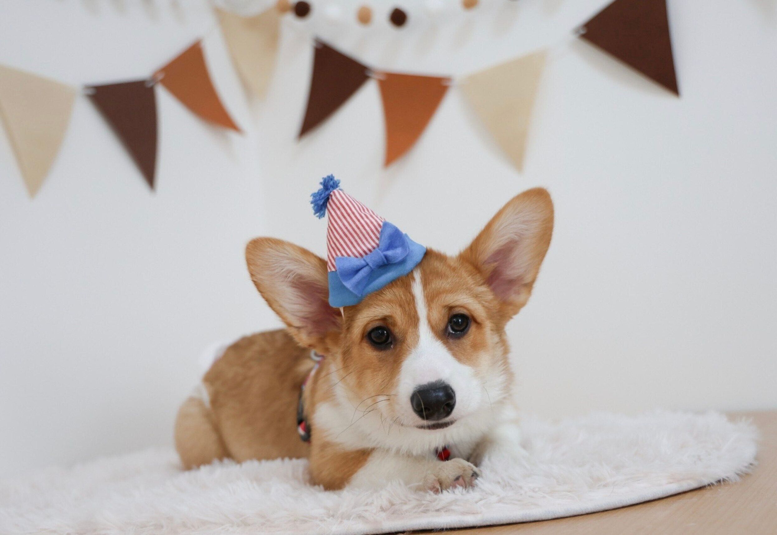 写真を撮ってもらうシフォンちゃん