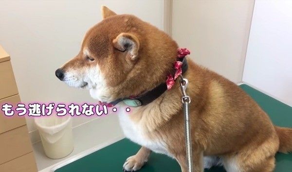 柴犬