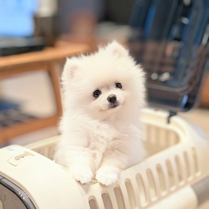 お迎え3日目のくまちゃん