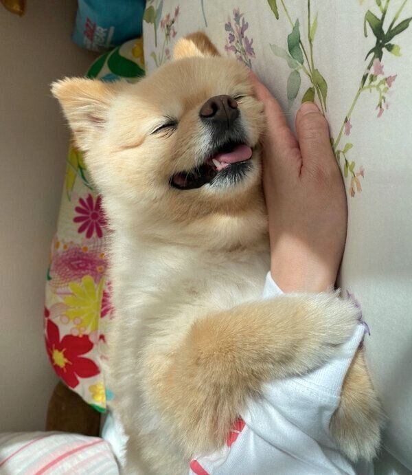 幸せそうな表情をするふーちゃん