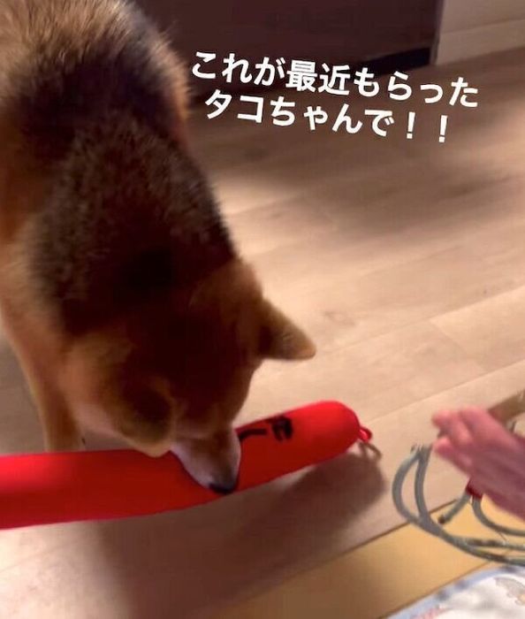 電話越しにおばあちゃんの声が聞こえて、おもちゃを持ってきたハチちゃん