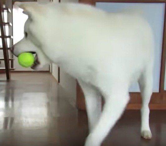 ひたすら遊ぶゆうきくん