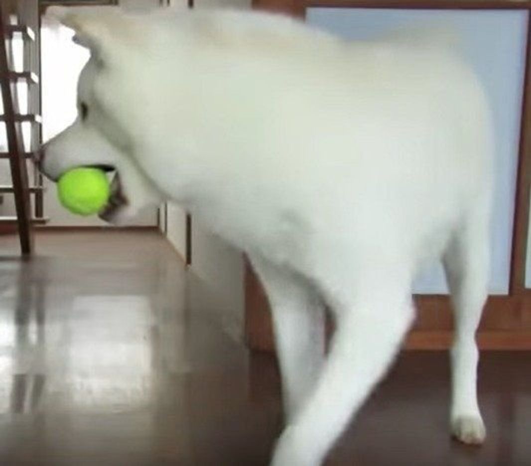 右へ左へ秋田犬が通り過ぎる動画 ただそれだけなのに癒される いぬのきもちweb Magazine 右へ左へ秋田犬が通り過ぎる動画 ただそれだけなのに癒される いぬのきもちweb Magazine