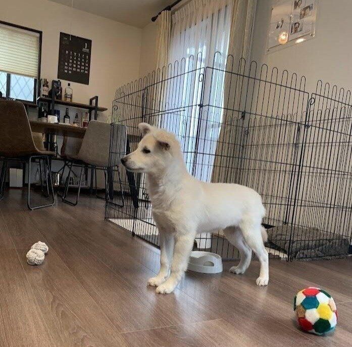 飼い主さんのおうちにやってきた当日の犬（生後4、5カ月頃）