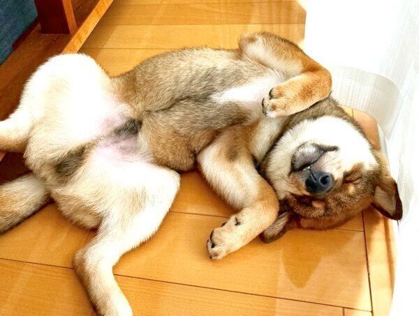 ヘソ天する与一くん