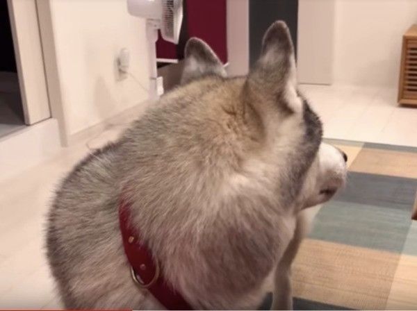 シベリアン・ハスキー