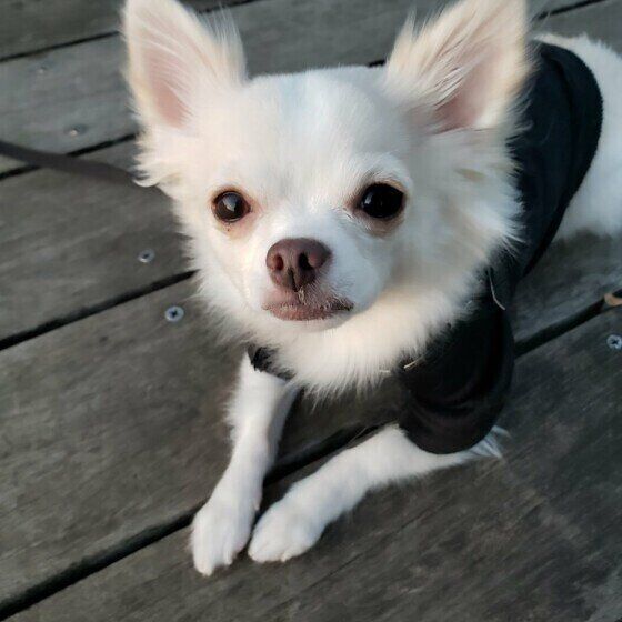 お散歩するチワワ