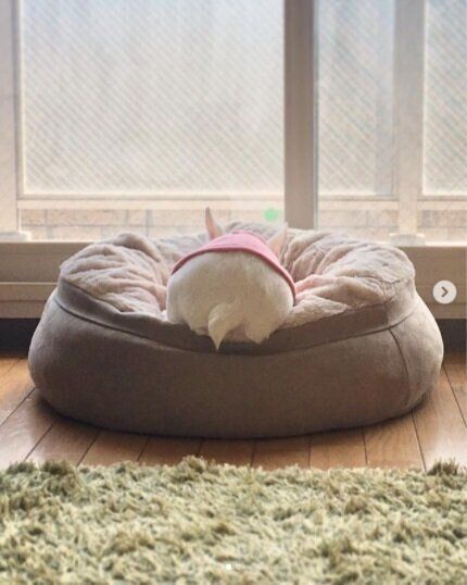 フレンチ・ブルドッグの後ろ姿