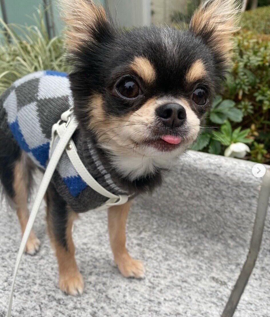 散歩を楽しむゆきちゃん