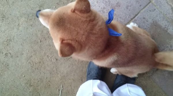 ご主人が大好きな柴犬