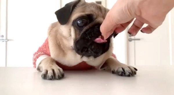 ダイエットするパグ