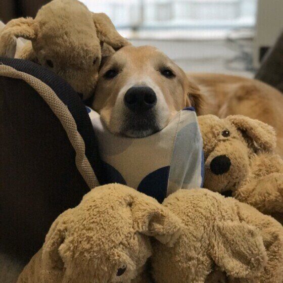 犬がぬいぐるみを大事にする理由とは？ 犬にぬいぐるみを与える際の注意点も ゴールデン・レトリーバーとイケゴル いぬのきもち