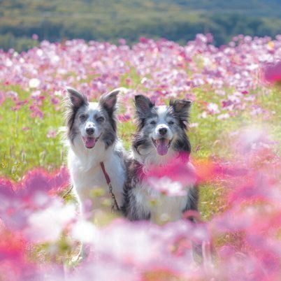 同居犬のサニーちゃん（11才／ボーダー・コリー）といっしょに（撮影／Happy focus）