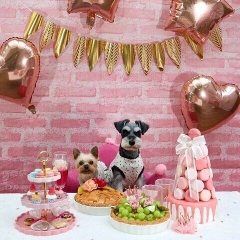 2頭の犬をフォトブースで撮影